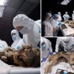 Ontdekking van een goed bewaarde gemummificeerde wolf van 44.000 jaar oud