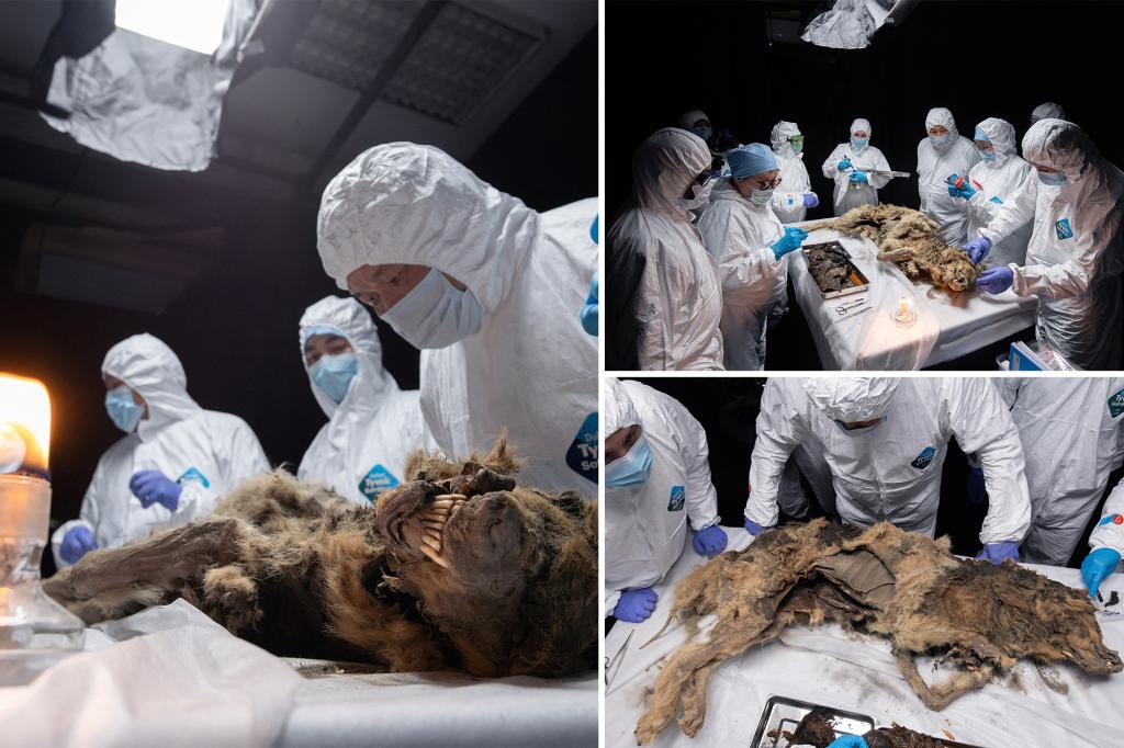 Ontdekking van een goed bewaarde gemummificeerde wolf van 44.000 jaar oud