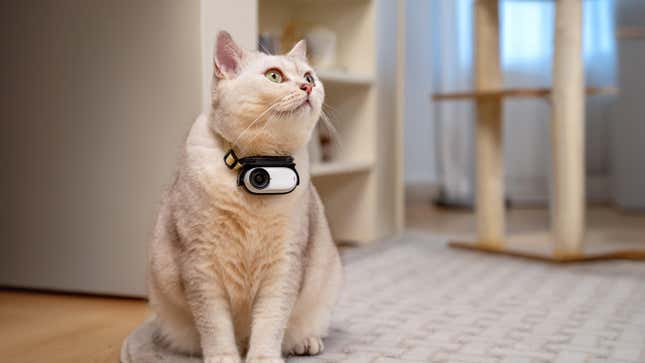 Foto van een kat die een halsband draagt ​​en een Insta360 GO 3S-camera vasthoudt.